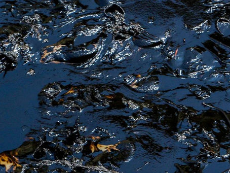 L'odi. La criatura sense rostre