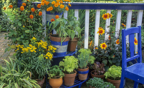 apartment-gardening-tips-section-2.jpeg