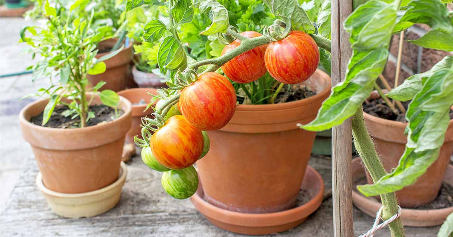 Best-Vegetables-for-Container-Gardens.jpeg