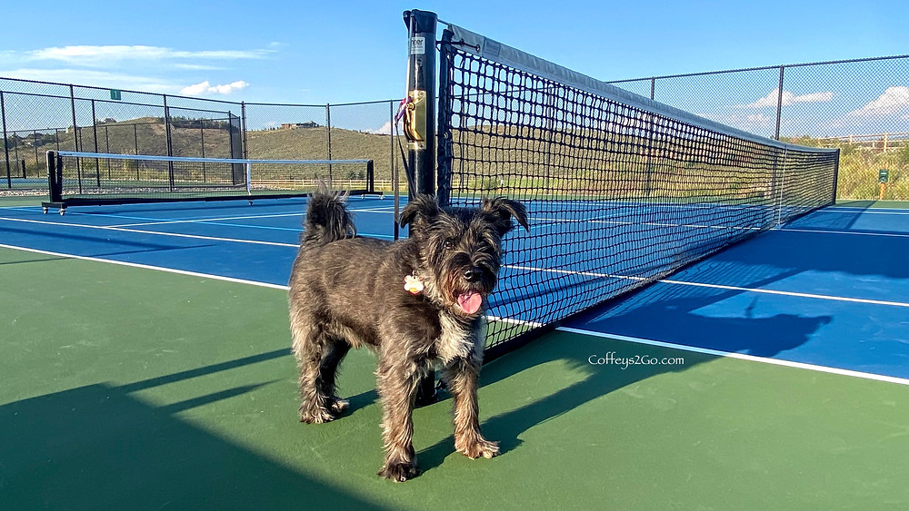 Basie the dog on the Trailside Pickleball Courts