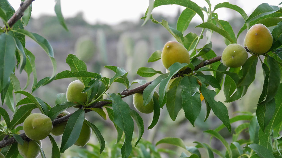peaches, growing, tree, ripe, green, HoverHigher, Coffeys2Go