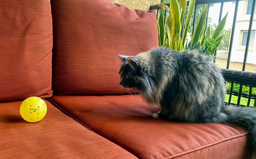 Cat staring at yellow pickleball on orange couch
