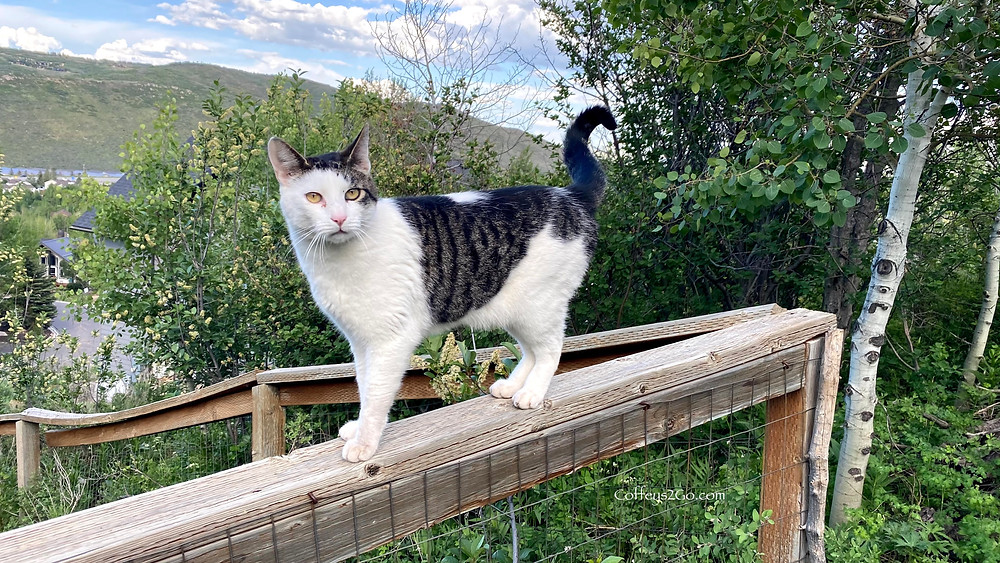 Beautiful cat on a fence