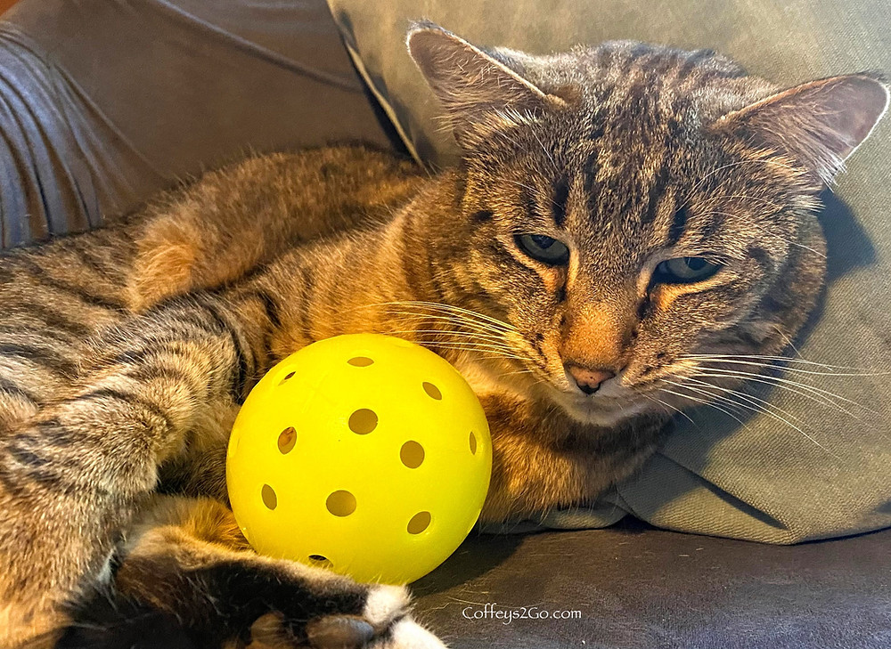 Cat with a pickleball