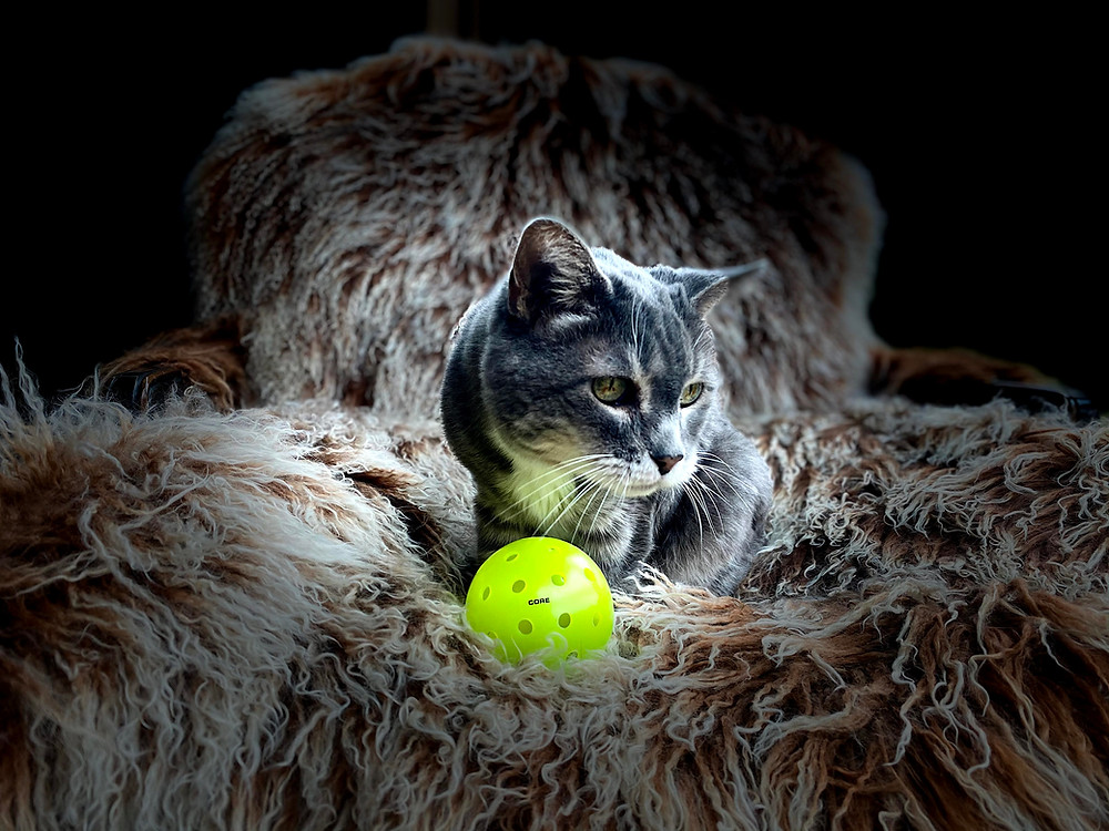 Portrait of a cat staring wistfully behind a Core Pickleball