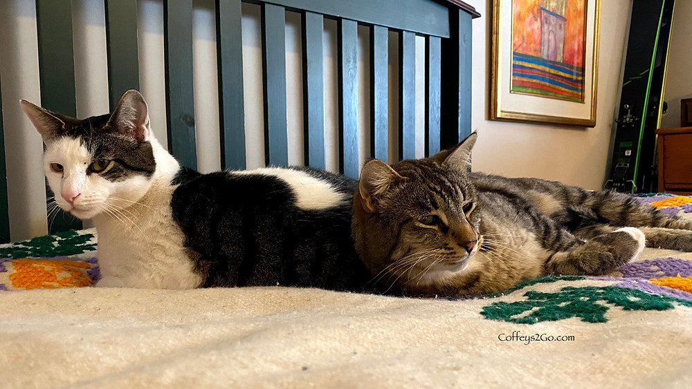 Two cats sleepily lazing on a bed