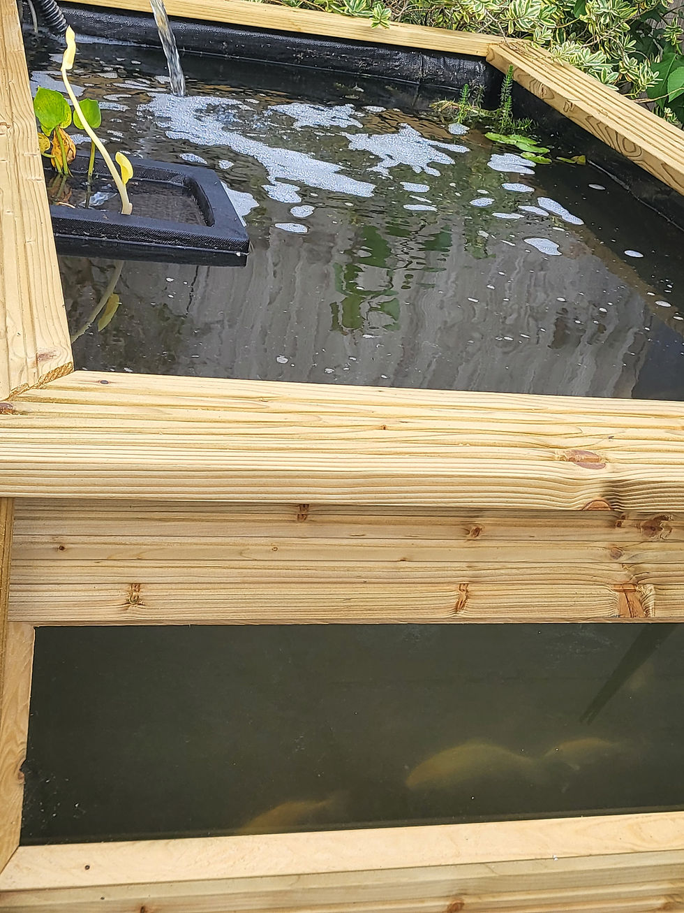Thumbnail: Raised Garden Pond with Viewing Window 100x150x66h cm