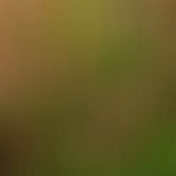 Pure, Natural, and Delicious Goodness: The Wildways Botanicals Experience