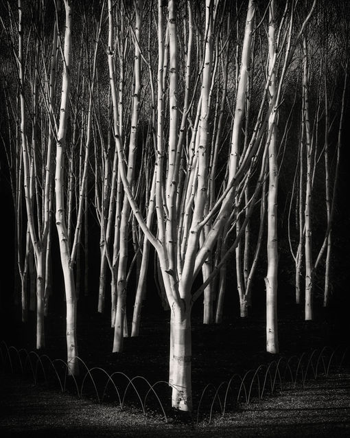 young birch trees in winter sunshine_0315 2.jpeg