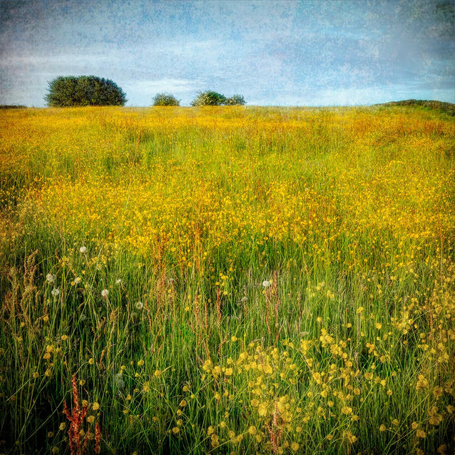 IMG_5110-1 100sq.jpeg