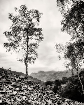 Elterwater, Birch Trees, Harrison Stickle, Langdale Pikes, Slate Quarry, Mono, Black and White