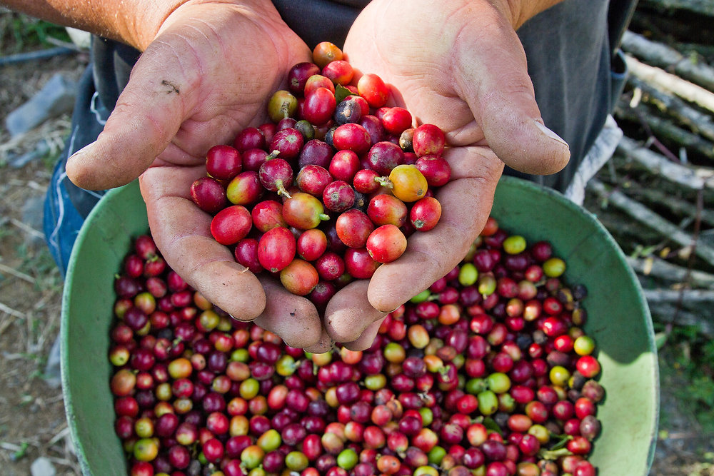 Coffee 101 A Beginner s Guide To Coffee coffee-101-a-beginner-s-guide-to-coffee
