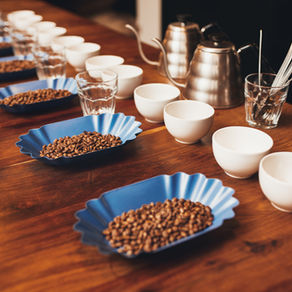 Trays of specialty coffee beans ready to be evaluated.
