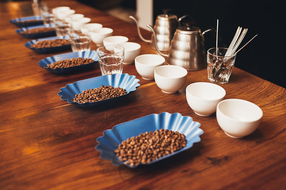 Trays of specialty coffee beans ready to be evaluated.