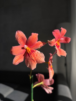 Miltonia Orchids