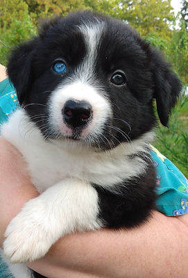 Black and white Border Collie with one blue eye and one amber colored eye in dog breeders arms