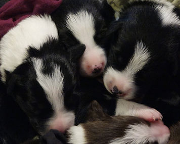 Three black and white and one red and white very young Border Collies lay tightly together to keep warm