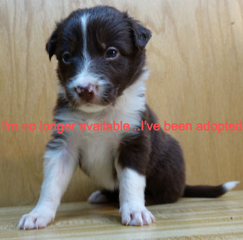 Red & White Male 1-DSC07023 (2).JPG