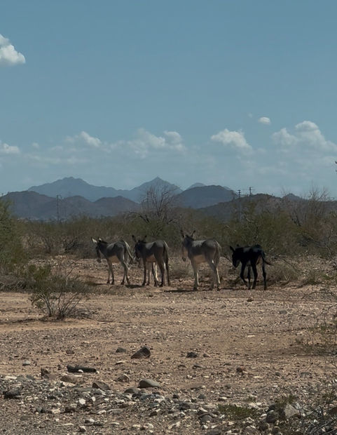 Wild burros on the open Sonoran desert plain below distant mountains, inspiration for The Messenger by Dani Abbott.