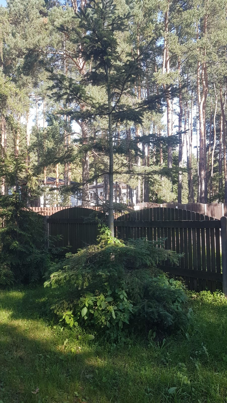 koku pārstādīšana