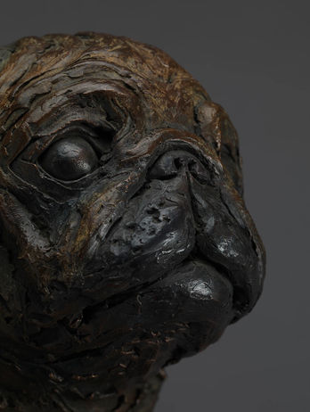 Pug, bust, Limited edition, bronze sculpture 