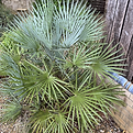 chaemerops-humilis.png