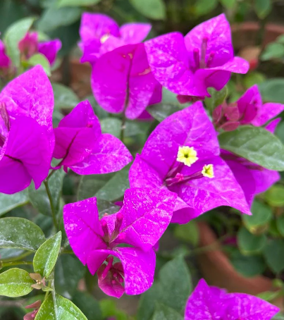 Bougainvillea