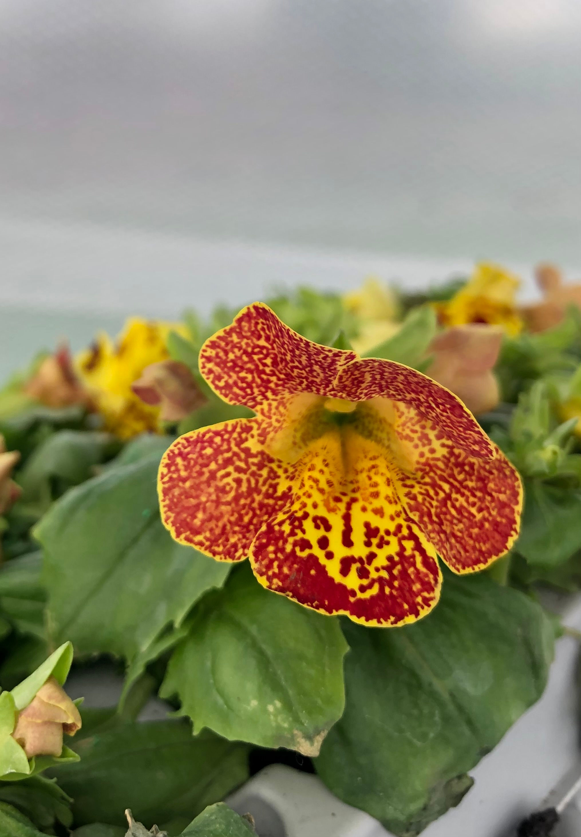 Mimulus