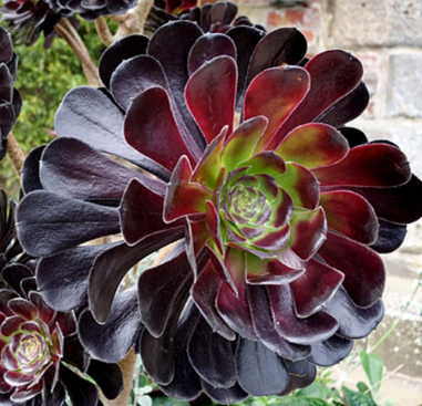 Aeonium Schwarzkopf