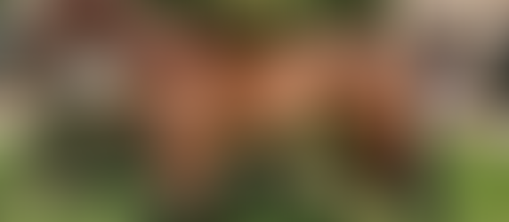 4th October - Stable News