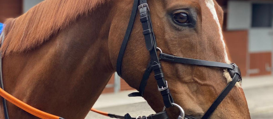 8th October- Stable News