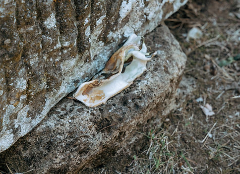 DSC08796.jpg