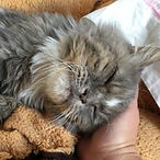 Picto coulisses juillet 2020.jpg