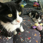 Poupette Tommy picto.jpg