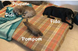 Pompon le copain lapin