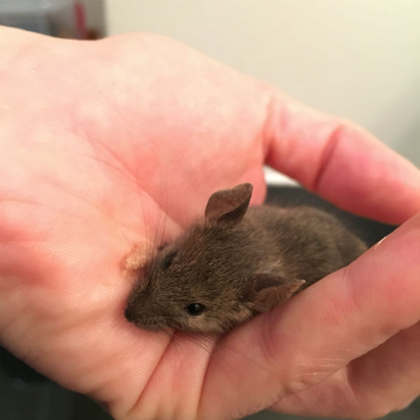 Mia Le Bebe Mulot Animaux Seniors Mia Le Bebe Mulot Animaux Seniors