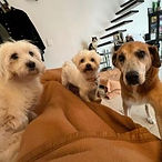 Gang des caresses_picto.jpg