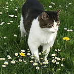 Mitsou (1).jpg