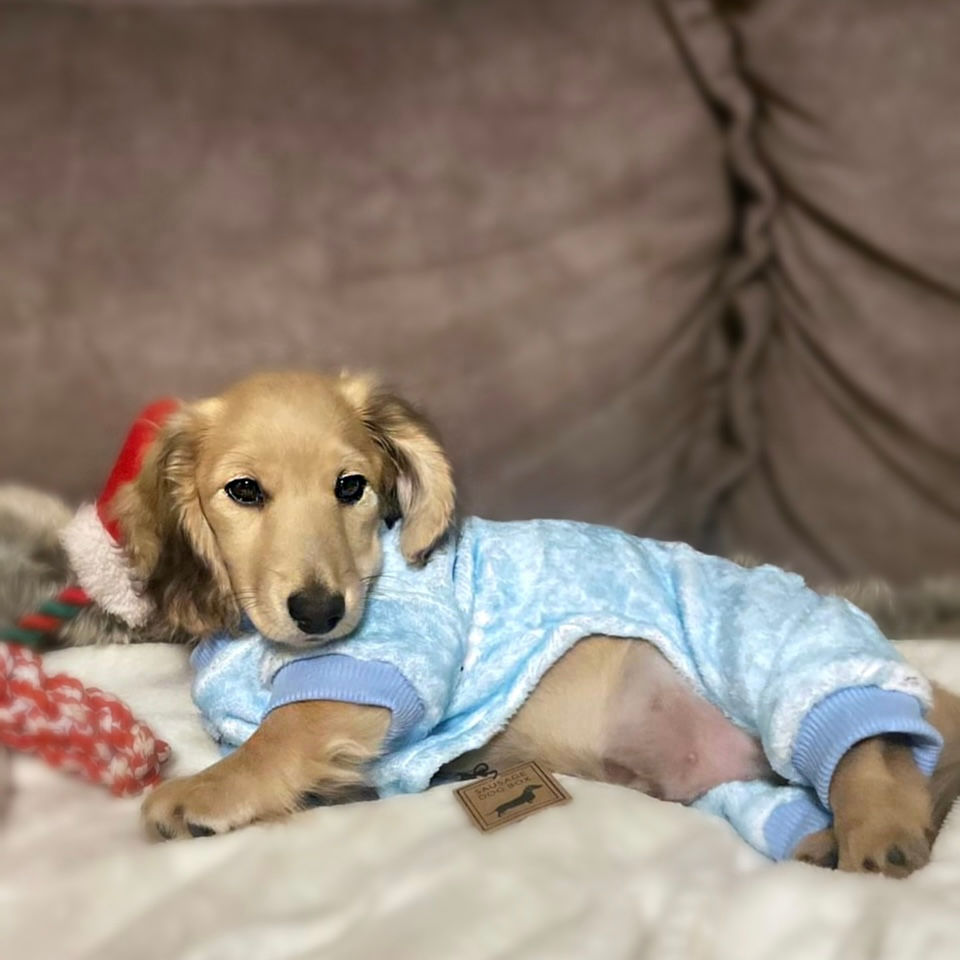 Миниатюра: Snow Cute Dachshund Christmas PJ Onesie Outfit - Blue