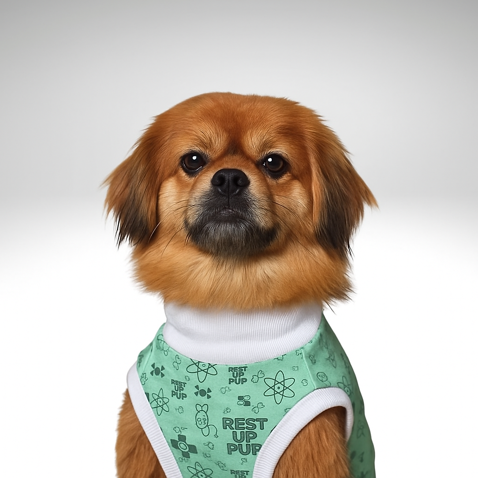Tibetan Spaniel Dog Surgery Suit Post-Op Recovery Garment