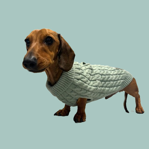Forest Moss Luxury Cable Knit Dachshund Jumper Sausage Dog Box