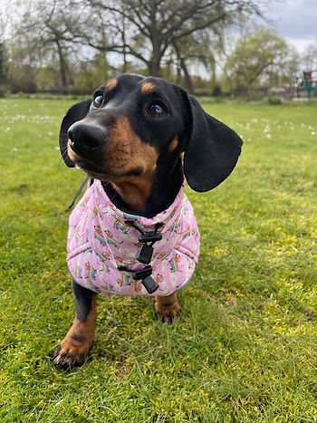 Pink Dachshund Rain Coat