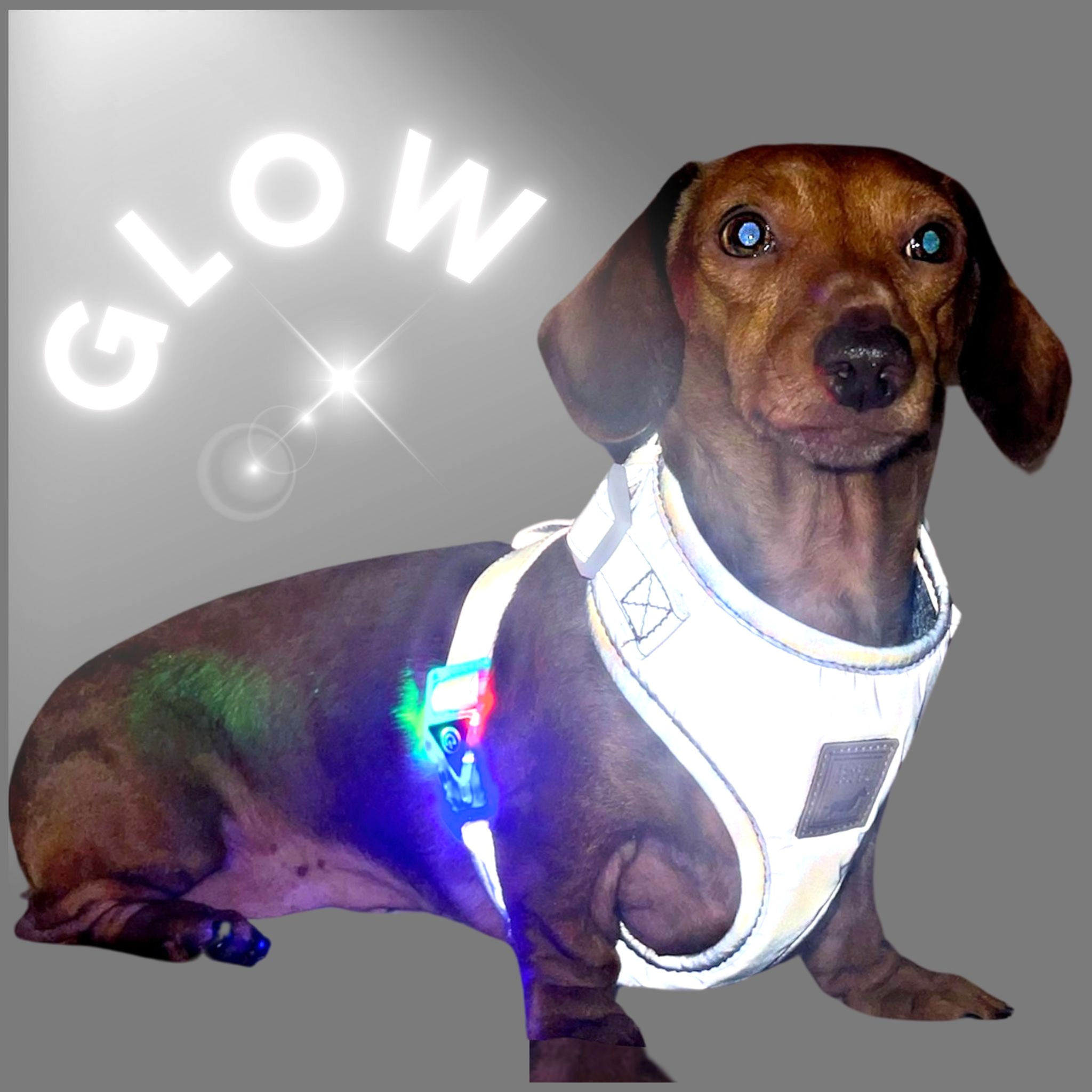 dachshund flashing reflective anti-rub harness for sausage dog daxie