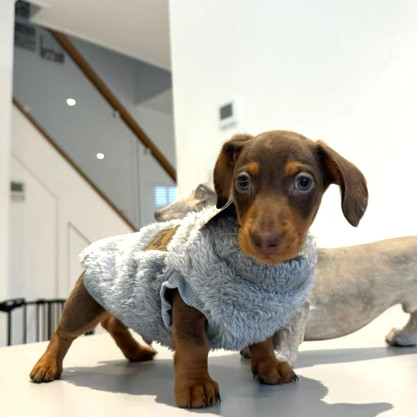 XXS Tiny Puppy Snuggle Dachshund Fleece 20cm 8inch Back Sausage Dog  Box