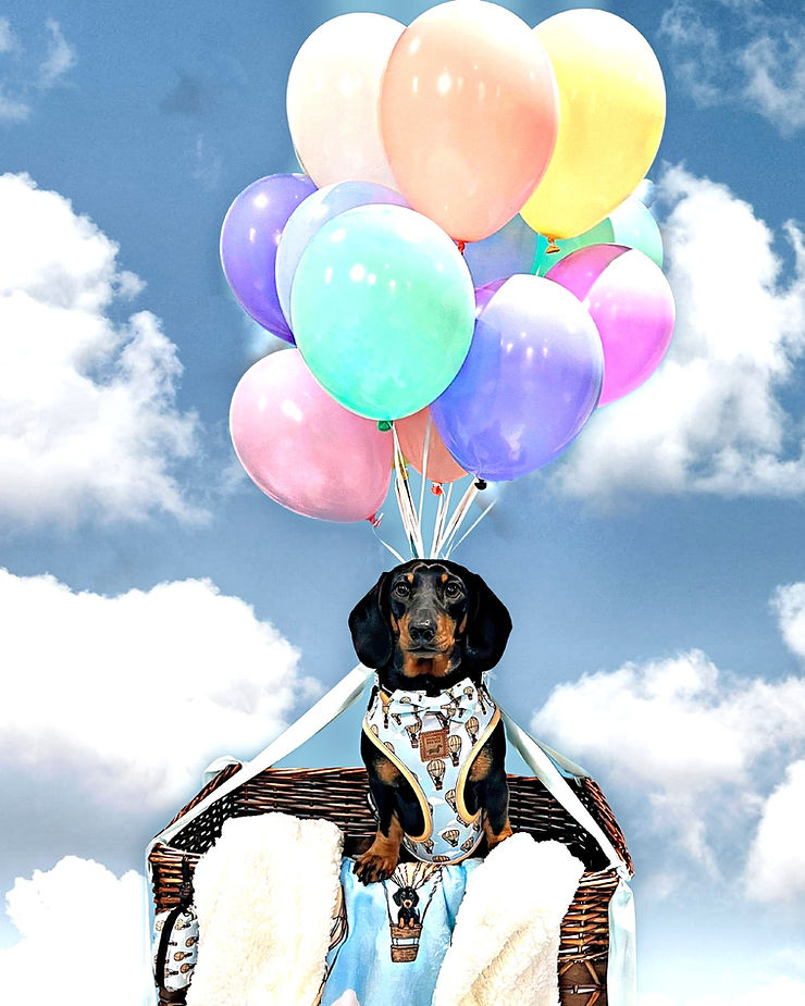 sausage dog box up,up and away blue dachshund harness weenie dog in hot air balloon