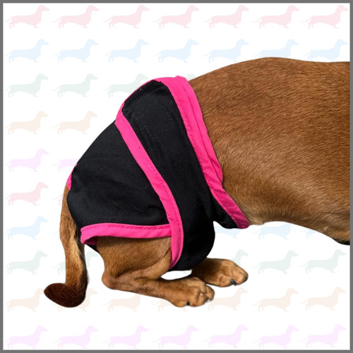 Sausage Dog Box Dog Season Knickers Pants Sausage Dog Box sausage-dog-box-dog-season-knickers-pants-sausage-dog-box