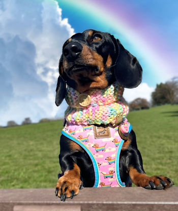 Dachshund Harness