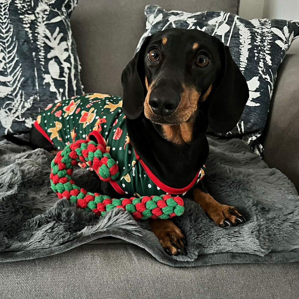 Thumbnail: Sausage Dog Box Christmas Gingerbread Tee