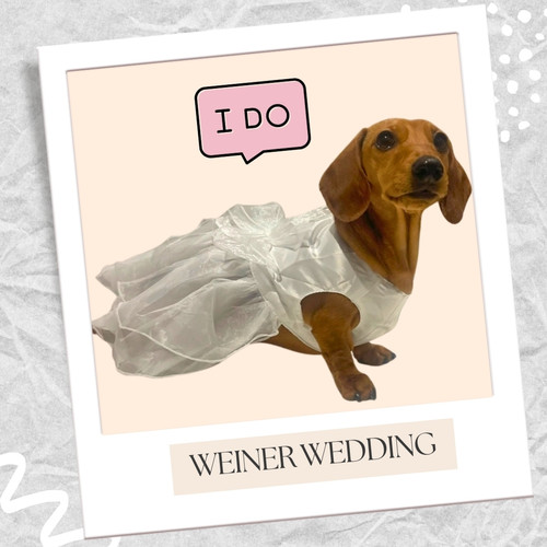 sausage-dog-wedding-bridesmaid-dress-gown-outfit-sausage-dog-box