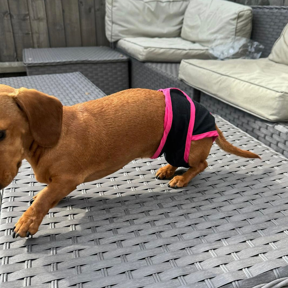 Sličica: Sausage Dog Box Dog Season Knickers/Pants